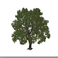 Deciduous Tree With Lush Green Foliage And Strong Natural Trunk Shape 3d model