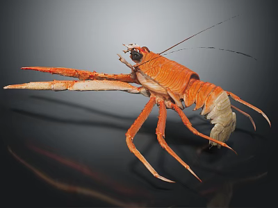 Orange Lobster with Large Claws and Long Legs on Dark Background in 3d model