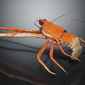 Orange Lobster with Large Claws and Long Legs on Dark Background in