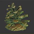 Close Up View Of Brown Pine Cone With Detailed Scales On Blue Background