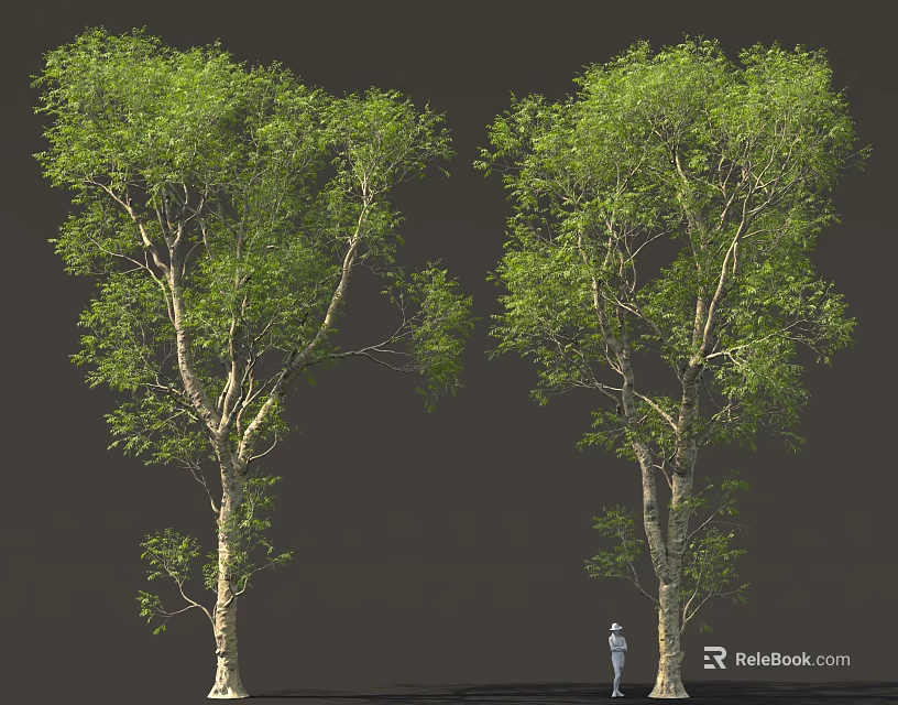 Two Tall Trees With Green Foliage And Person Standing In Dark Background 3d model 