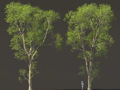 Two Tall Trees With Green Foliage And Person Standing In Dark Background 3d model