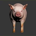 Pink Pig Standing on Smooth Surface Against Gray Background with Clear Reflection 3d model