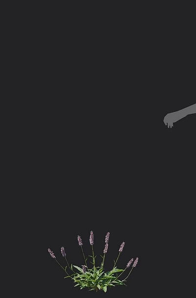 Delicate Lavender Flowers Growing Beside A Woman Silhouette In Outdoor Setting 3d model