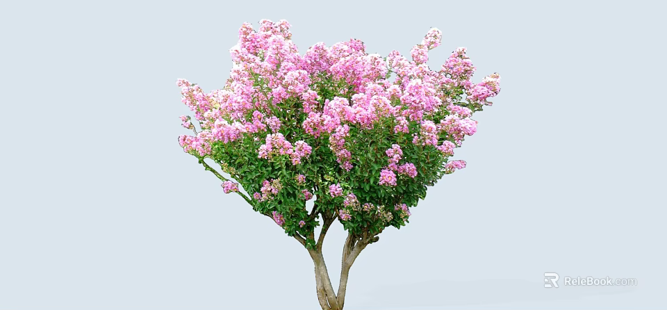 Blooming Ornamental Tree With Abundant Pink Flowers And Lush Green Leaves 3d model 