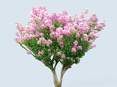 Blooming Ornamental Tree With Abundant Pink Flowers And Lush Green Leaves 3d model