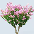 Blooming Ornamental Tree With Abundant Pink Flowers And Lush Green Leaves
