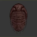 Purple Red Striped Trilobite 3D Model with Spiked Edges and Textured Surface on Gray Background