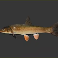 Detailed View Of Brown Fish With Orange Fins And Reflection On Dark Surface