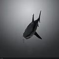 Realistic 3D Model Of Large Shark With Small Human Figure Against Gray Background
