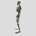 Organ System Human Skeleton Model With Anatomical Structure Educational
