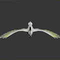 White Cockatoo With Yellow Crest And Wing Edges Spread Wings On Black Surface With Reflection