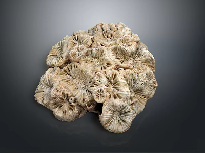 Coral Polyps Marine Life Formation With Intricate Texture In Ocean Environment 3d model