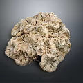 Coral Polyps Marine Life Formation With Intricate Texture In Ocean Environment