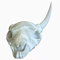 Deer Skull 3d model