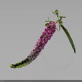 Long Curved Green To Pink Flower With Small Buds Green Leaves On Dark Background Reflection