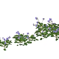 Vibrant Purple Flowers With Green Leaves Arranged In A Garden Row