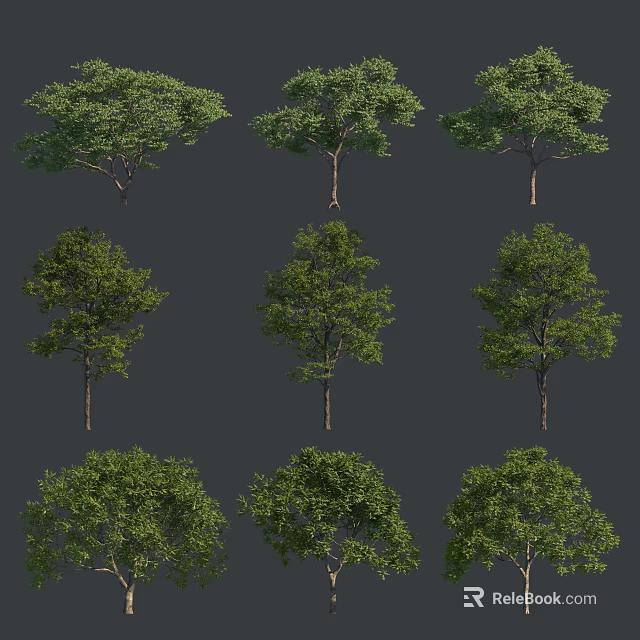 Tall Arbor Trees With Distinct Trunks And Luxuriant Green Foliage In Natural Landscape 3d model 