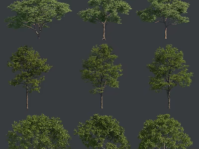 Tall Arbor Trees With Distinct Trunks And Luxuriant Green Foliage In Natural Landscape 3d model