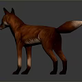 Realistic 3D Red Fox Model With White Chest Standing On Gray Background 3d model