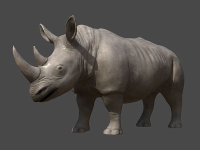 Rhino model