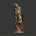 Flying Animal Hawk Taxidermy Specimen Perched On Wooden Display Base With Natural Posture