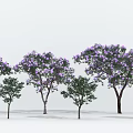 Tall and Small Arbor Trees with Purple Flowers Arranged on White Background