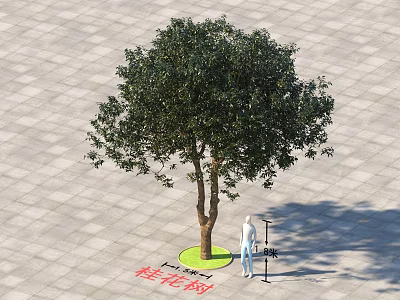 Osmanthus Tree With Luxuriant Foliage On Paved Ground With Green Circular Area And Person Nearby 3d model