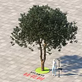 Osmanthus Tree With Luxuriant Foliage On Paved Ground With Green Circular Area And Person Nearby