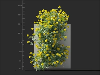 Lush Yellow Flowering Plants In Square Pot With Height Measurement Markings 3d model