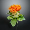 Vibrant Orange Flower in Ceramic Vase with Fresh Green Leaves and Natural Design