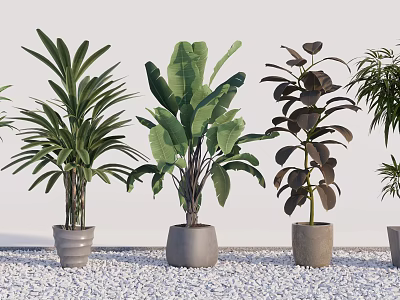 Different Potted Plants with Green Leaves in Light Colored Pots on White Gravel Ground 3d model