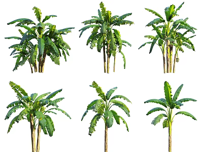 Tall Palm Trees With Green Leaves In Various Growth Stages And Natural Forms 3d model