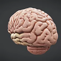 Detailed Human Brain 3D Model Showing Anatomical Structure With Gyri And Sulci