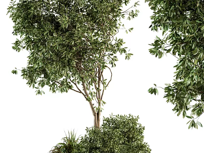 Lush Arbor With Dense Green Foliage And Strong Trunk Surrounded By Shrubs 3d model