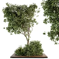 Lush Arbor With Dense Green Foliage And Strong Trunk Surrounded By Shrubs