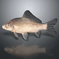 Common Freshwater Fish With Scaled Grayish Brown Body Fins And Reflection On Gray Background