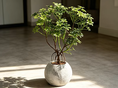 Bonsai Potted Plant With Green Leaves And Multiple Branches In White Spherical Stone Texture Pot 3d model