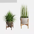 Potted Plants With Lush Green Foliage And Tall Stems In Woven Pots On Wooden Stands