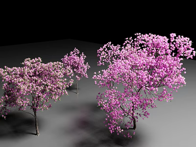 Lush Arbor Trees With Pink Blossoms On Gray Ground And Black Background 3d model