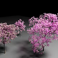 Lush Arbor Trees With Pink Blossoms On Gray Ground And Black Background