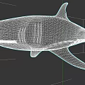 Realistic Shark 3D Model With Black White Gray Color And Full Body On Dark Background