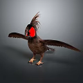Brown Bird With Red Crest And Spread Wings On Grey Background 3d model