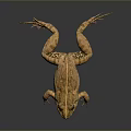 Frog With Open Mouth And Webbed Feet On Dark Background Showing Reflection And Rough Skin
