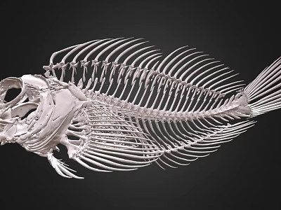 Detailed Fish Skeleton Anatomical Structure With White Bones Against Black Background 3d model