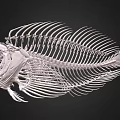 Detailed Fish Skeleton Anatomical Structure With White Bones Against Black Background 3d model