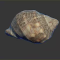 Natural Aquatic Animal Shell With Detailed Patterns And Textured Surface
