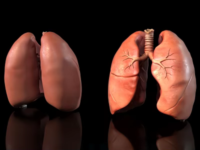 Human Lungs Anatomical Model With Detailed Bronchial Structure And Left Right 3d model