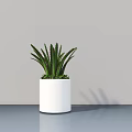 Green Leaf Potted Plant In White Cylindrical Pot On Tabletop With Light Gray Wall