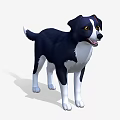 Black and White Border Collie Dog 3D Model Standing With Friendly Expression 3d model